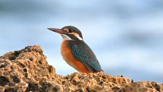 שלדג גמדי ליד הים