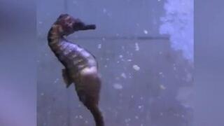 סוסון ים משריץ