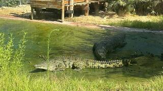 תנין תקף תוקף גן החיות התנ"כי ירושלים נורה ירי מאבטח 