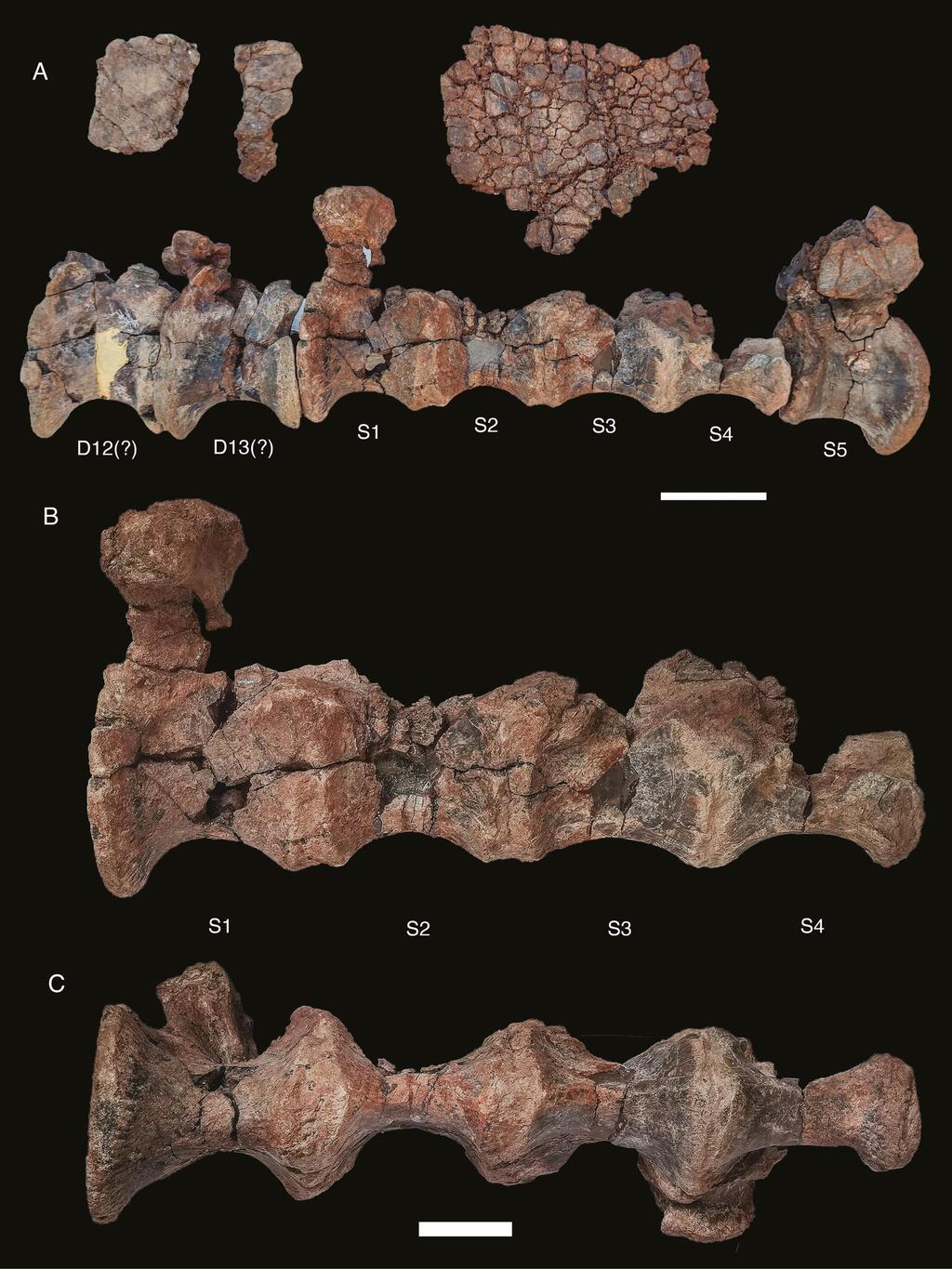 L'origine du dinosaure Alpkarakush kirgyzicus