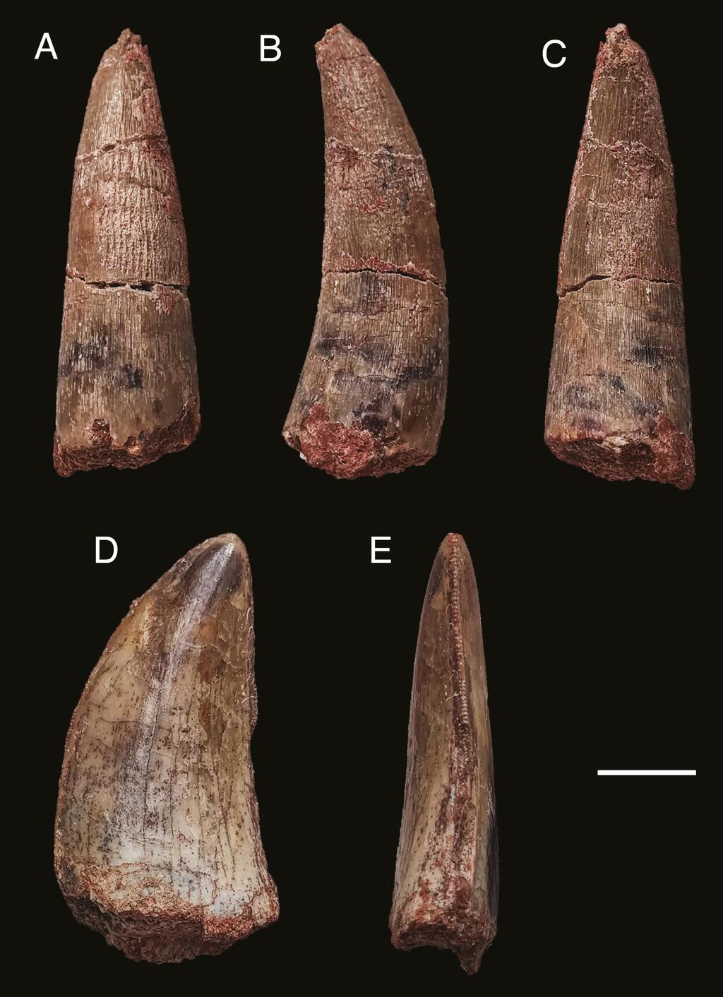 New more or less dinosaur came upon in Kyrgyzstan fills prehistoric hole