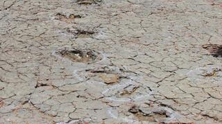 מסלול ארוך של עקבות דינוזאורים מסדרת בעלי אגן דמוי עוף, שהתגלה בברזיל ותוארך לתקופת הקרטיקון התחתון