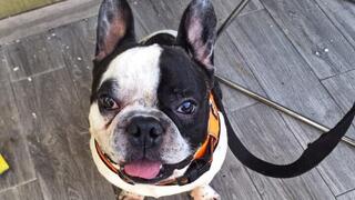 הכלב ויטו נהרג מחוסר חמצן בבטן מטוס אל על בזמן טיסה לגיאורגיה