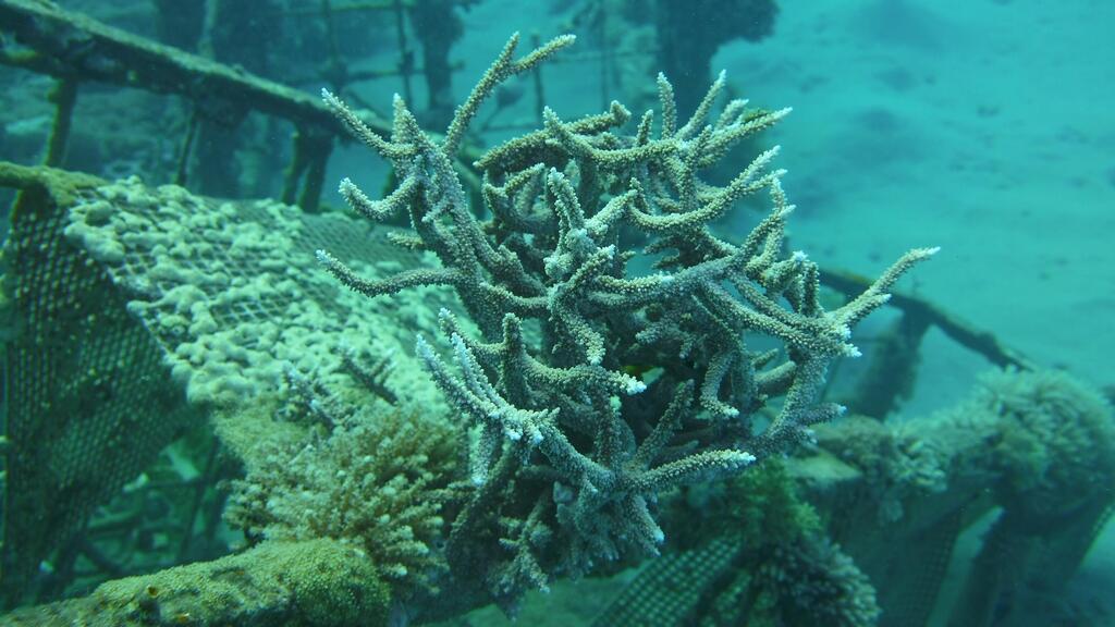 שיטית (Acropora)