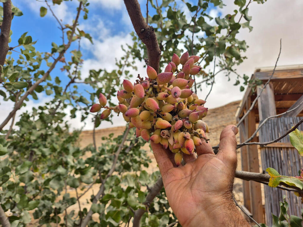 פיסטוקים כחול לבן