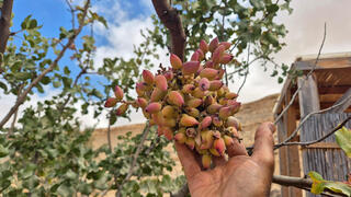 פיסטוקים כחול לבן