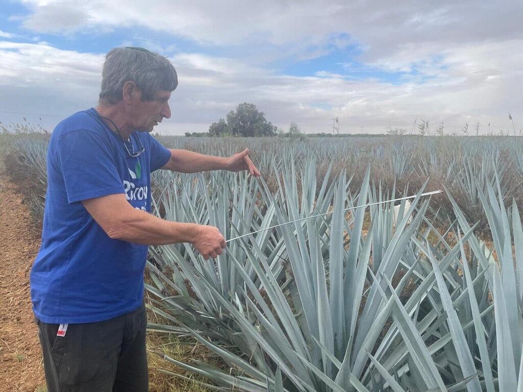 החקלאי ערן בוורמן מקיבוץ עלומים