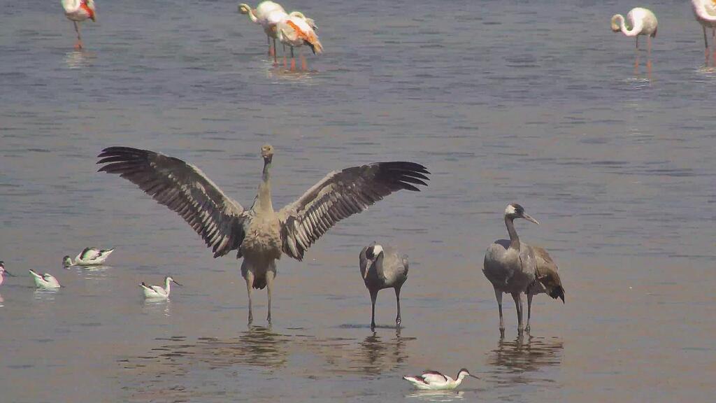 Migrating cranes arrive at Lake Hula in northern Israel (Photo: Inbar Shlomit Rubin, KKL-JNF) משפחת העגורים הראשונה השנה באגמון