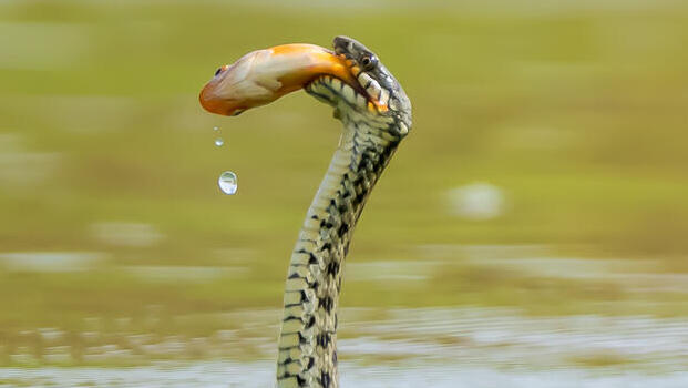 נחש מים עם דג זהב