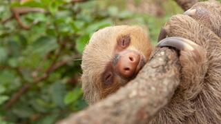 עצלן דו-אצבעי של הופמן מיערות האמזונס, בזמן מנוחה