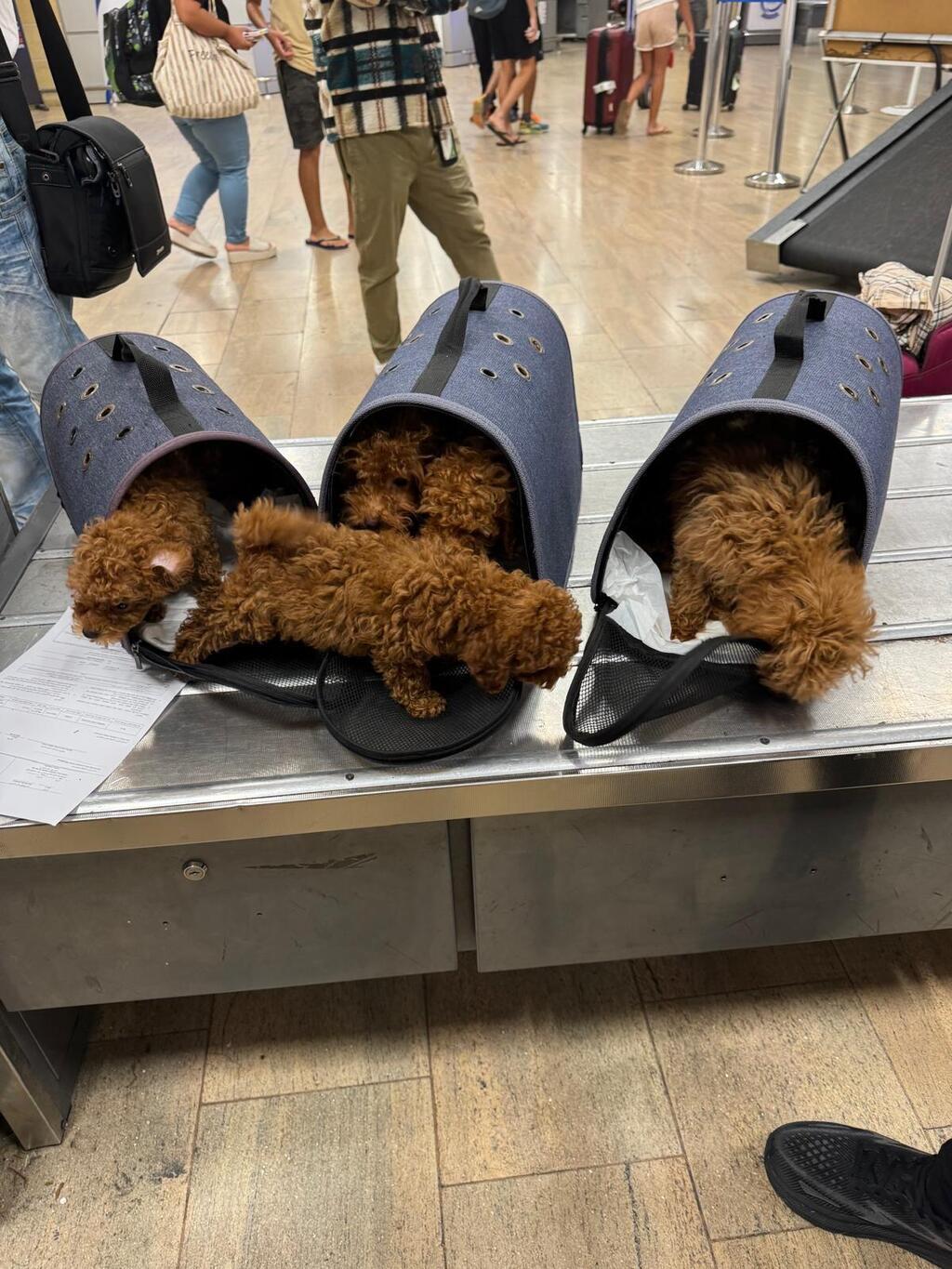 The puppies (Photo: Ministry of Agriculture) כמה מהכלבים בנתב"ג