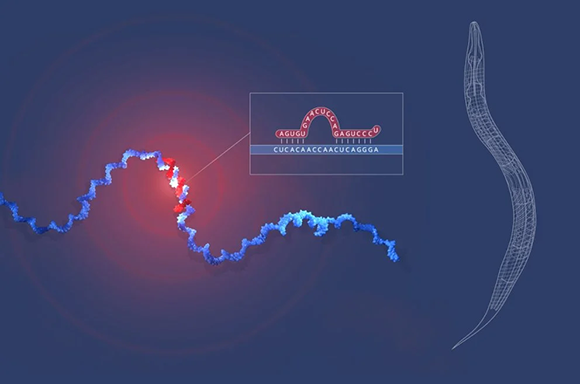 The microRNA sequences of lin-4 (red) and lin-14 (blue) bind to each other, blocking protein production in nematode cells (Illustration: Ill. Niklas Elmehed © Nobel Prize Outreach) The microRNA sequences of lin-4 (red) and lin-14 (blue) bind to each other, blocking protein production in nematode cells