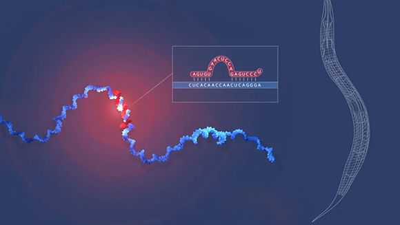 The microRNA sequences of lin-4 (red) and lin-14 (blue) bind to each other, blocking protein production in nematode cells 