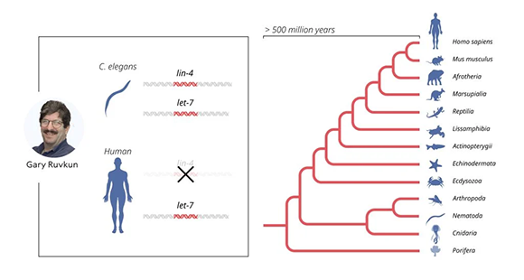 A conserved evolutionary mechanism. The let-7 gene is remarkably similar across a vast range of living creatures, from nematodes to marsupials, and from arthropods to humans (Illustration: Ill. Niklas Elmehed © Nobel Prize Outreach) A conserved evolutionary mechanism. The let-7 gene is remarkably similar across a vast range of living creatures, from nematodes to marsupials, and from arthropods to humans.