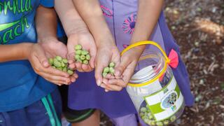 מסיק זיתים קק"ל