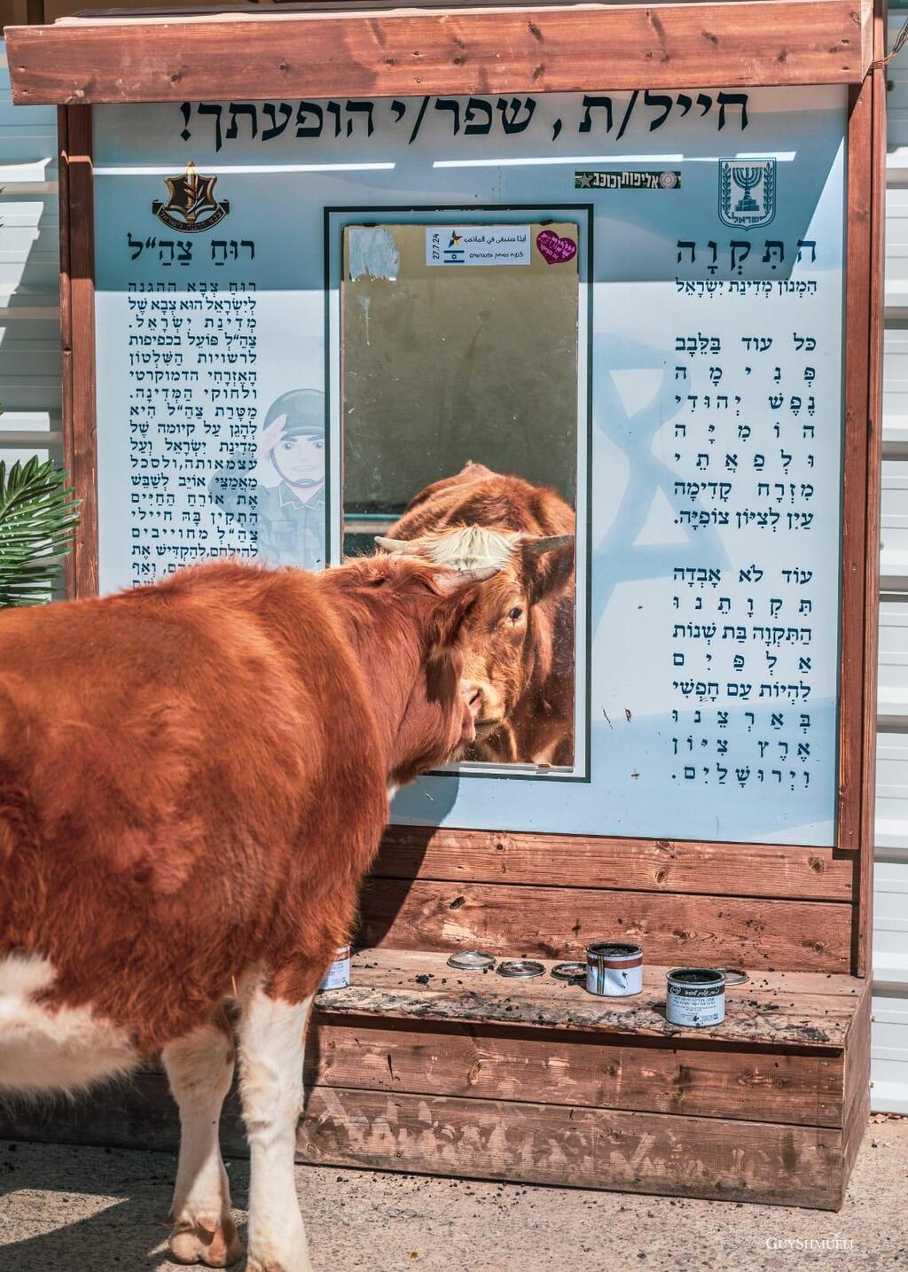 שפר הופעתך!