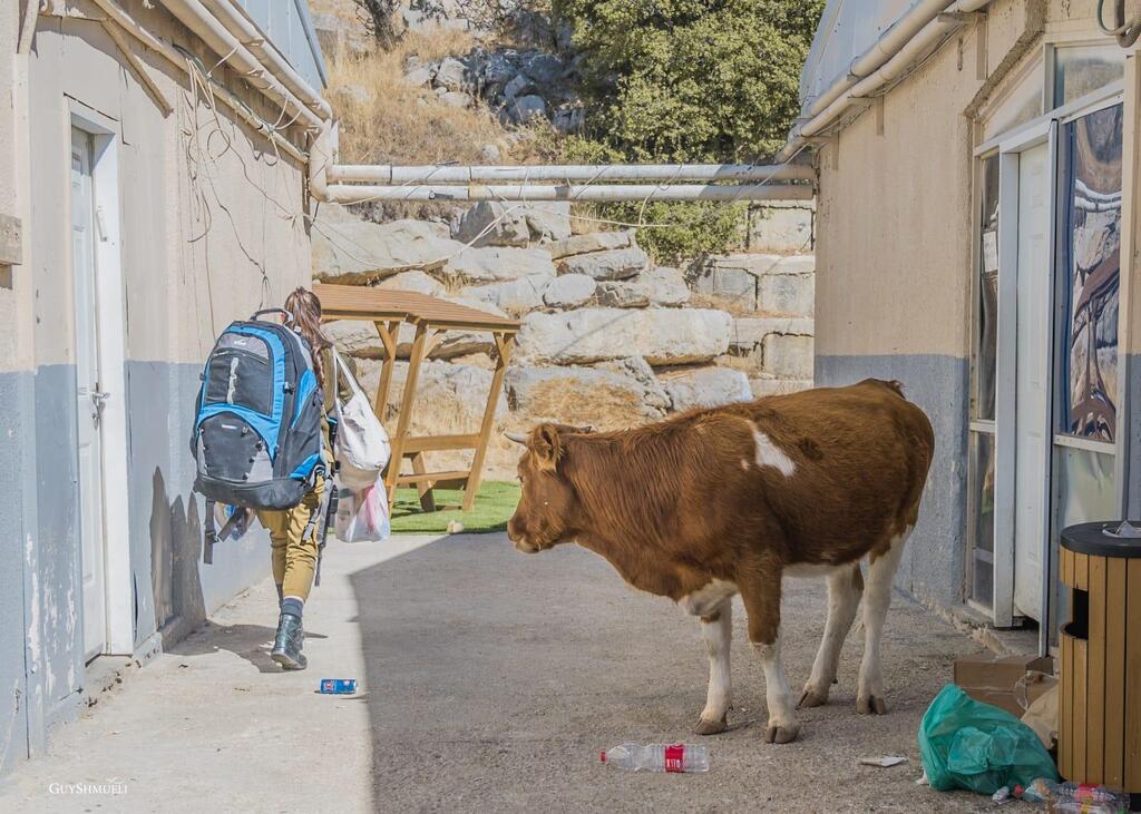 אז מה, חזרת עכשיו מהבית? פרה שסגרה 21 פוקחת עיניים
