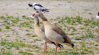 יאורית מצרית בצרפת