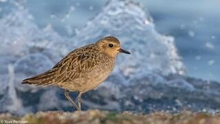 החופזי הקטן על הסלע בחוף תל ברוך