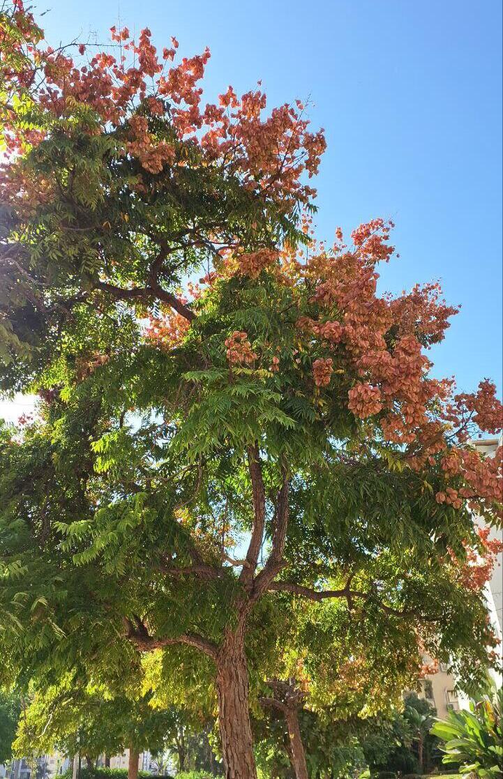 Кёльрейтерия 