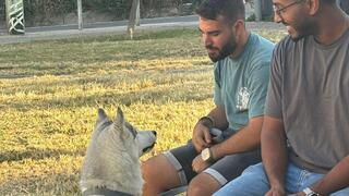 קורס אילוף הכלבים