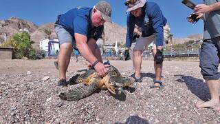 שחרור צב ים קרני במפרץ אילת