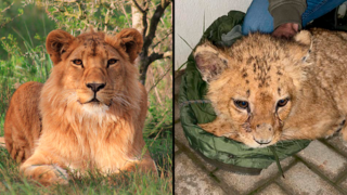 ציון ניב בפברואר 2023 (מימין) וכיום