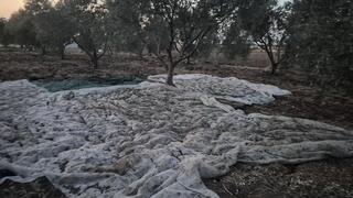 הזירה במטע הזיתים סמוך לצומת אפק