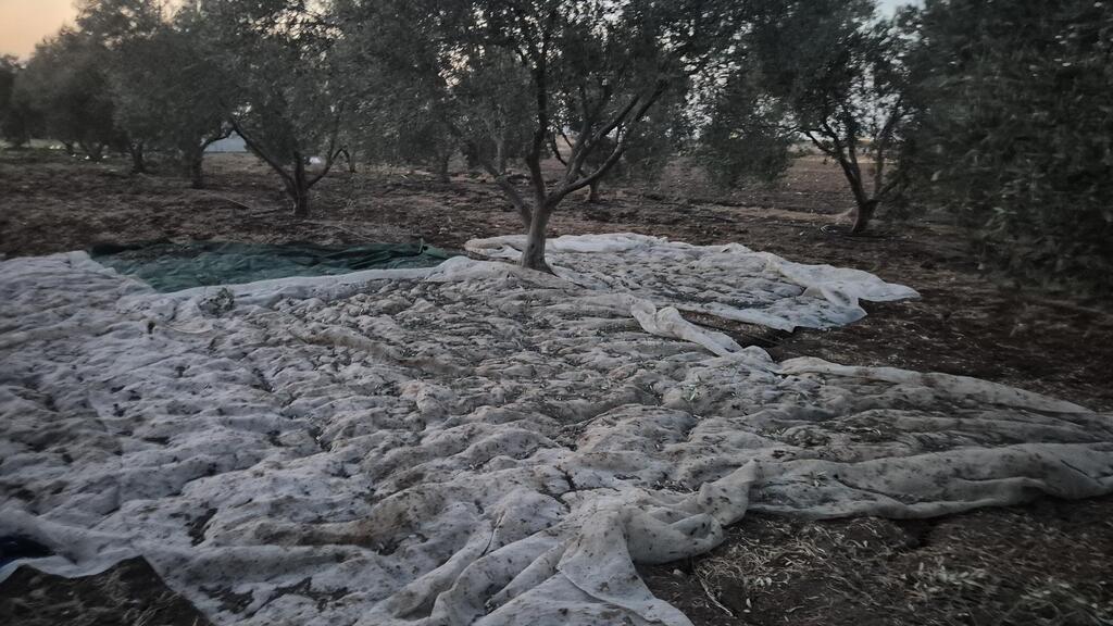 הזירה במטע הזיתים סמוך לצומת אפק