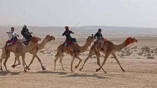 מרוץ הגמלים