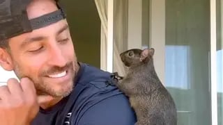 בוטן הסנאי ולונגו