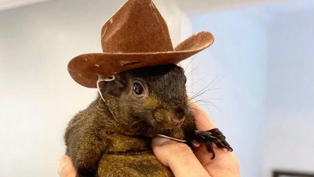 בוטן הסנאי. כוכב הרשת הומת