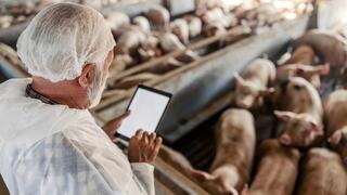 שפעת העופות