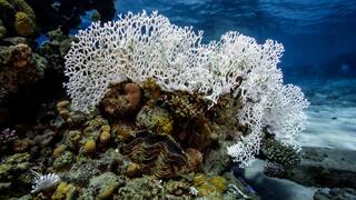 אלמוג שהפך לבן