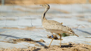 חוברה מדברית באור הר הנגב