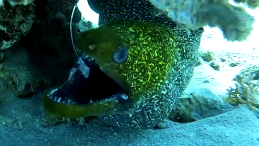 המורנה שחייה ניצלו במפרץ אילת