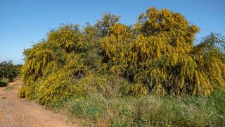שיטה כחלחלה. מין פולש בישראל
