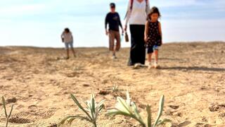 "שביל החבצלות" בערבה