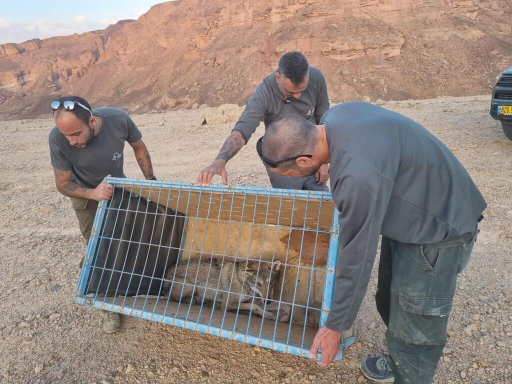 הזאב הפצוע לקראת השחרור לטבע