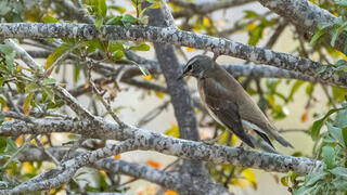 הקיכלי שגרם לצפרים רבים להגיע לבירת הנגב