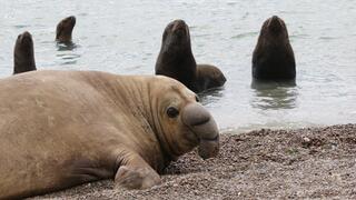 פיל ים לצד אריות ים בחופי חצי האי ואלדס שבארגנטינה