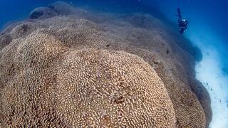 תיעוד של האלמוג הגדול ביותר בעולם, שהתגלה בסמוך לאיי שלמה באוקיינוס השקט