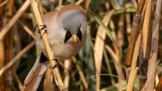 השפמתן בנחל באר שבע