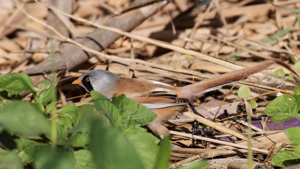 Bearded reedling spotted in Israel (Photo: Meidad Goren, Society for the Protection of Nature) השפמתן. ביקור ראשון בארץ של המין מאז 1995