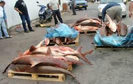 צילום: אבי כהן