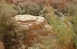 צילום: יפה רזיאל