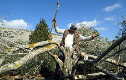 צילום: איי אף פי