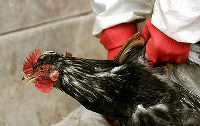 Kosher slaughter will remain lawful in Poland (Photo: EPA)