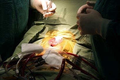 צילום: עידו שניר