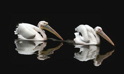 צילום: דרור דוידמן